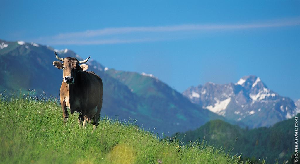 Hornblick Fewo- Ab Mai Freie Fahrt Mit Bergbahnen Oberstdorf Ngoại thất bức ảnh